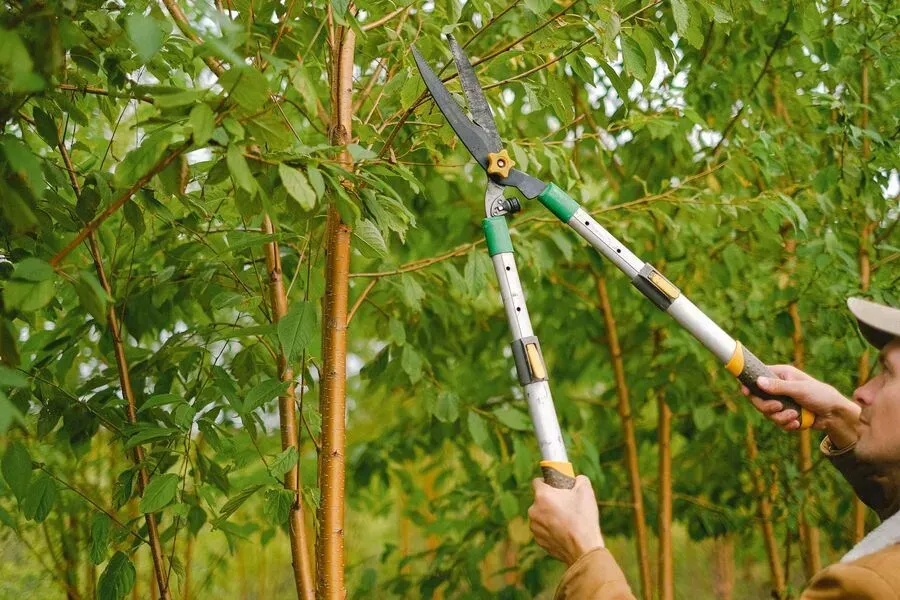 Hand pruning grapevine branches with red-handled shears in a vineyard