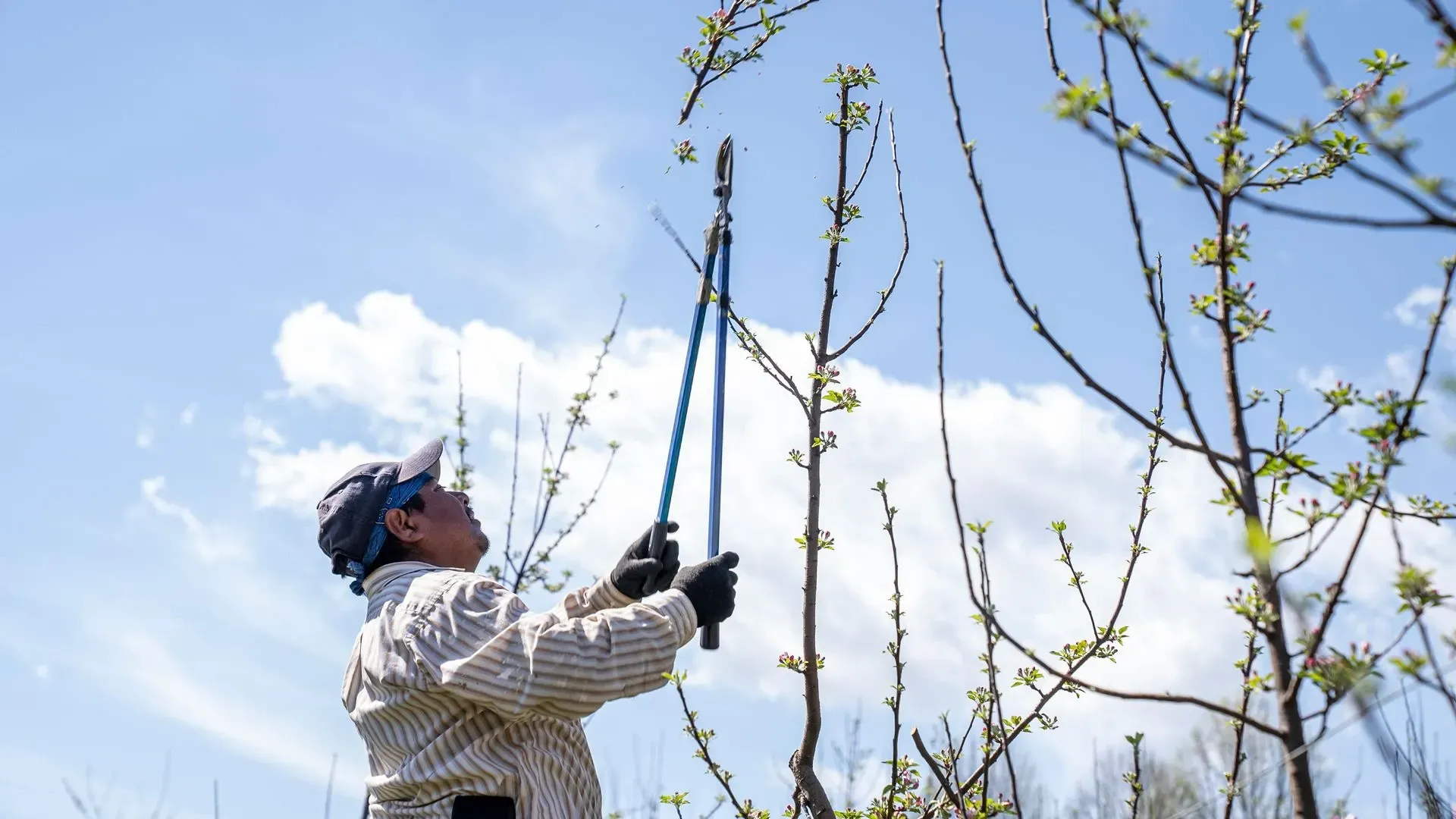 Hand pruning grapevine branches with red-handled shears in a vineyard