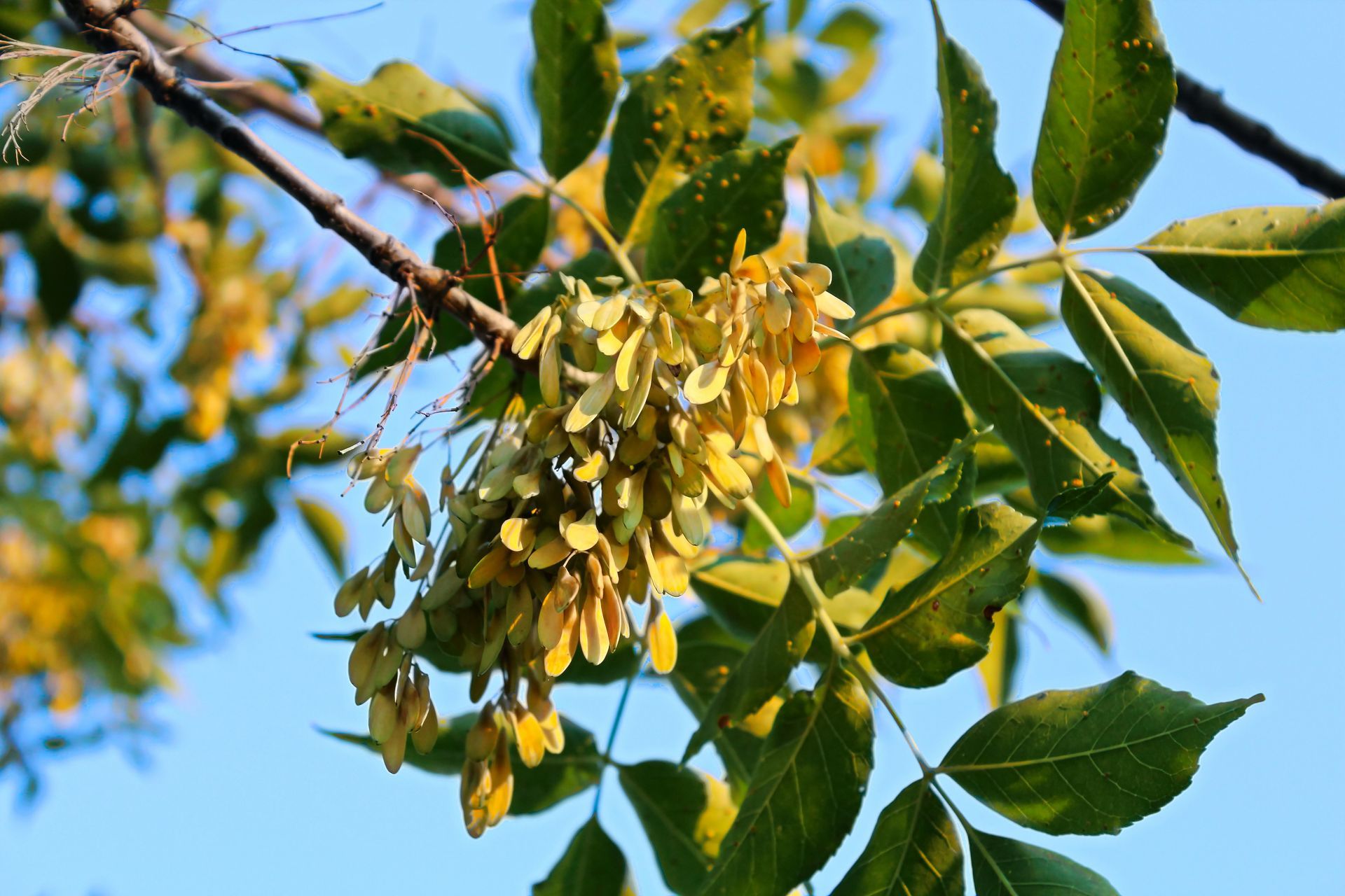 Green Ash | Louisville, KY | Arbor Image Tree Company