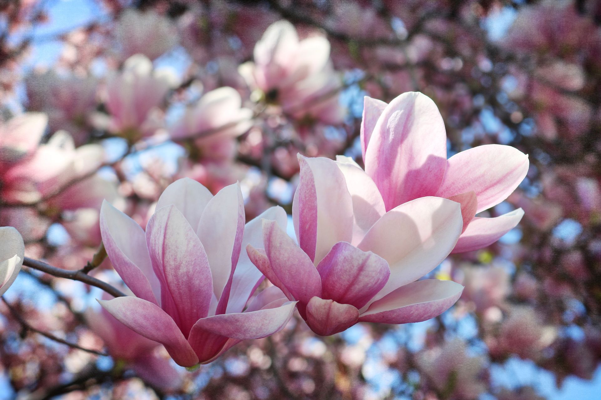 Magnolia | Louisville, KY | Arbor Image Tree Company