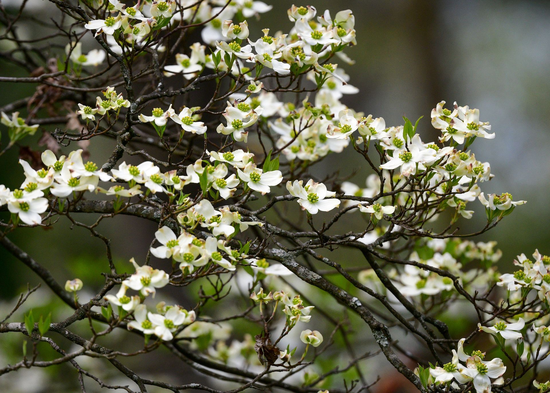 Dogwood | Louisville, KY | Arbor Image Tree Company