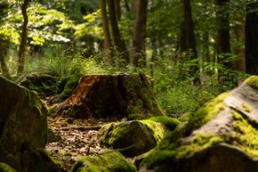 Tree Stumps | Louisville, KY | Arbor Image Tree Company