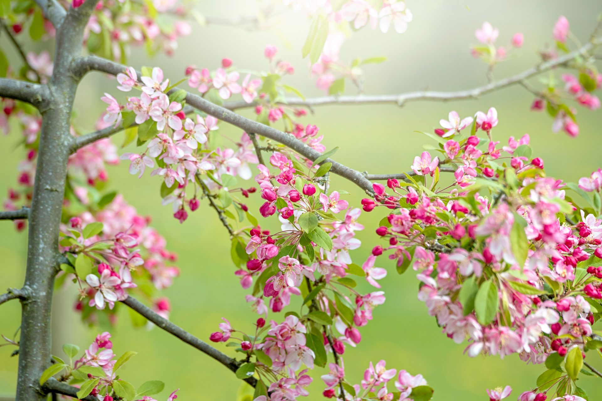 Crabapple | Louisville, KY | Arbor Image Tree Company