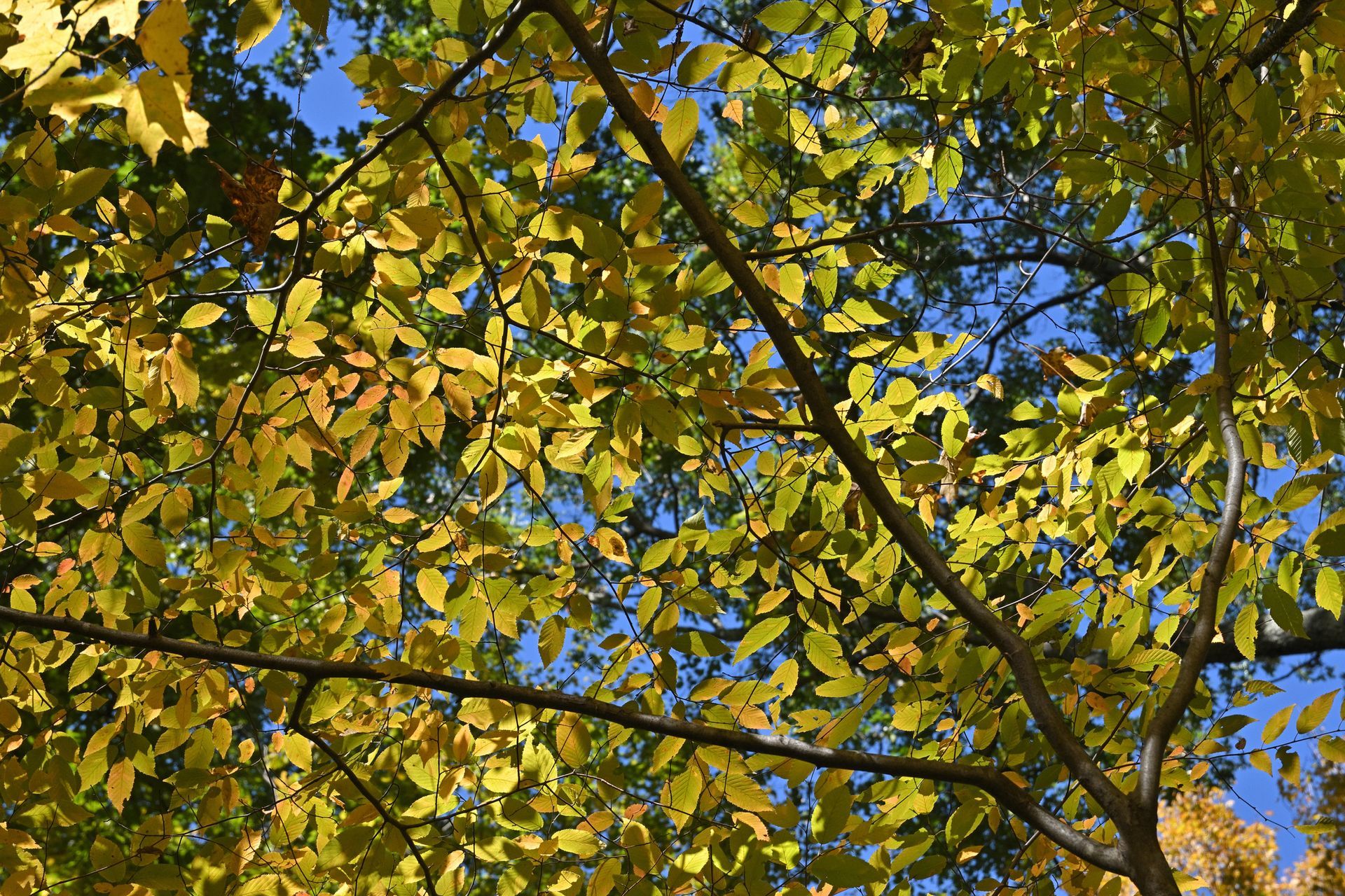 American Hornbeam | Louisville, KY | Arbor Image Tree Company