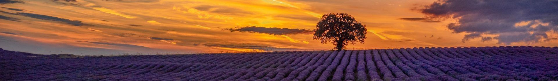 Sunset over a lavender field with a lone tree silhouetted against an orange and purple sky