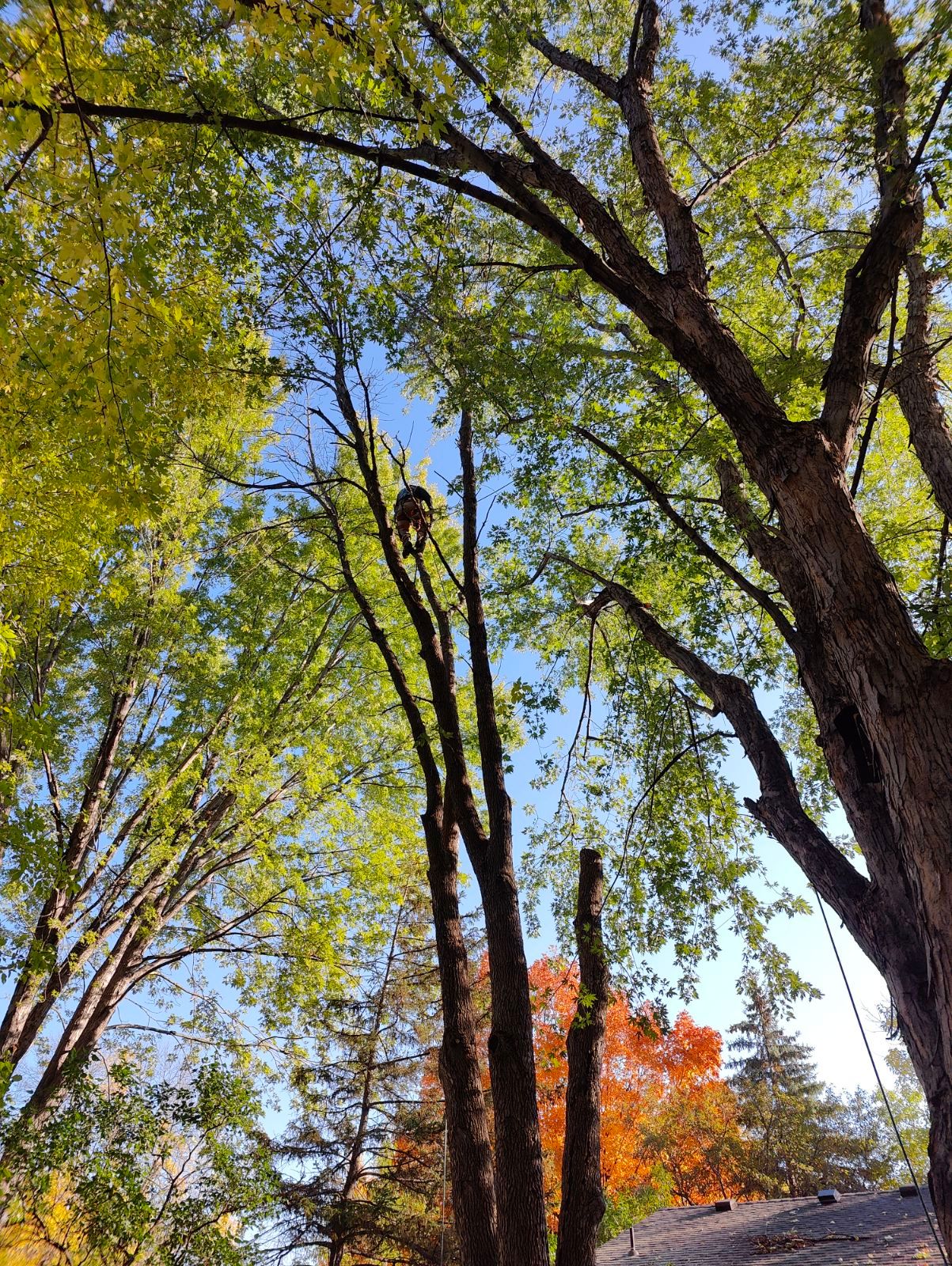 A person is climbing a tree with a chainsaw - Shakope, MN - Your Tree Guy, LLC