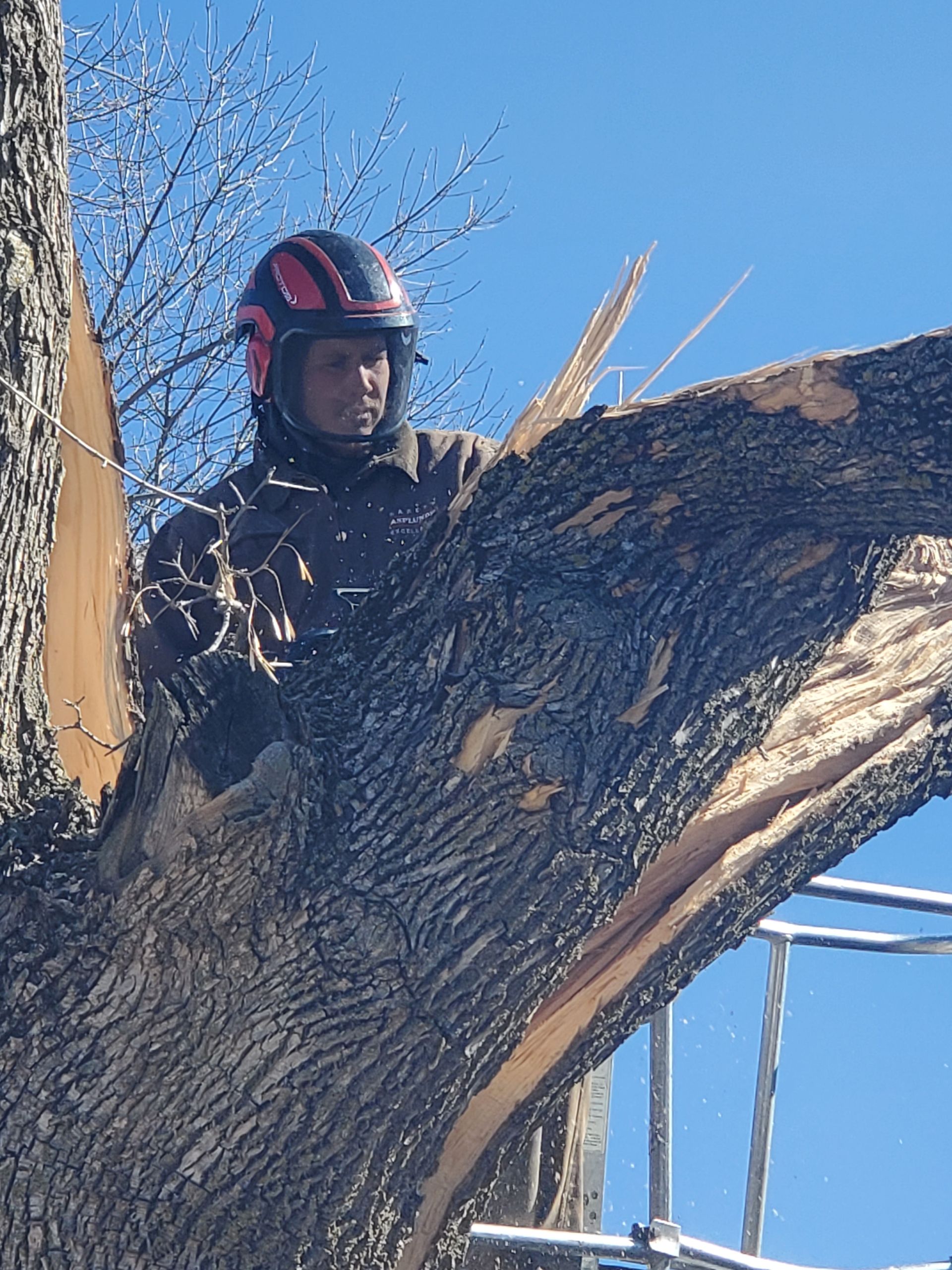 A man wearing a helmet is climbing a tree - Shakope, MN - Your Tree Guy, LLC
