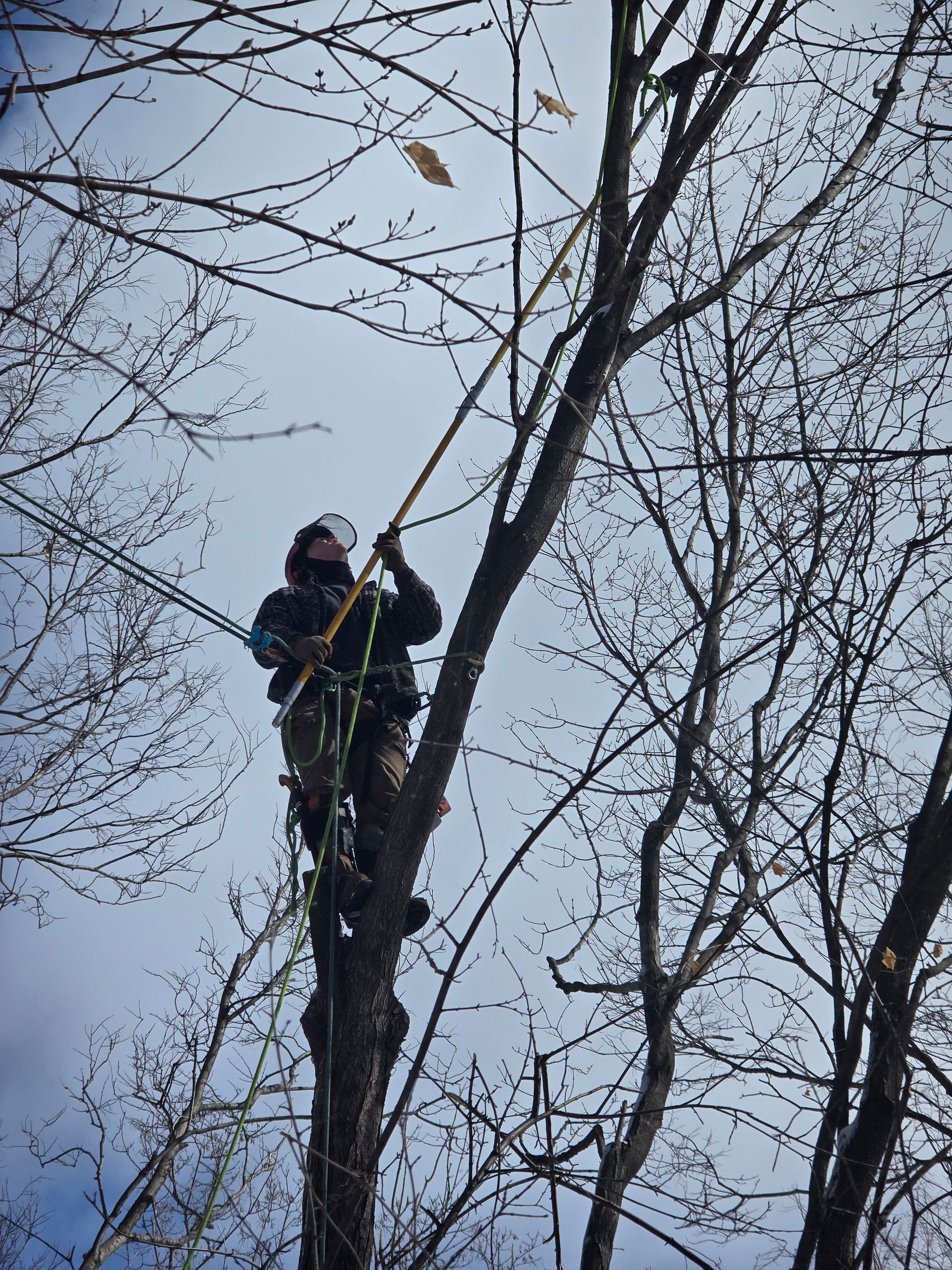 A man is climbing a tree with a rope around his neck - Shakope, MN - Your Tree Guy, LLC