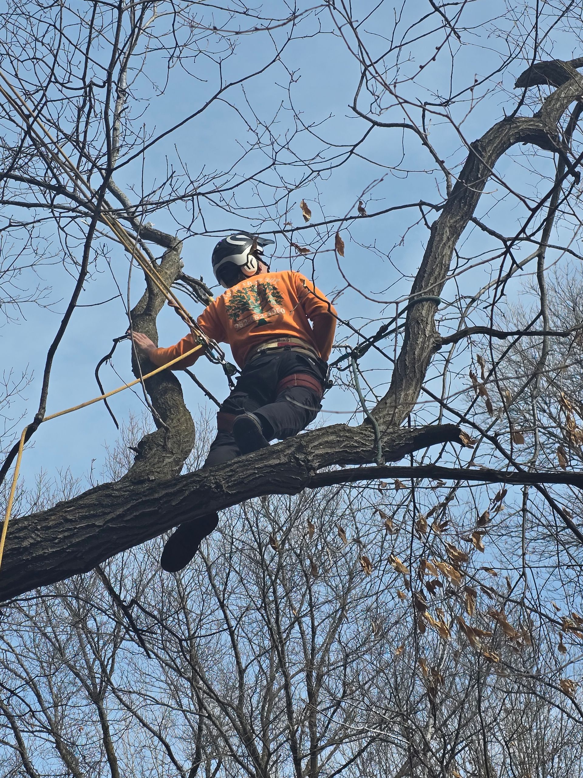 A man wearing an orange shirt with the number 31 on it is climbing a tree branch - Shakope, MN - Your Tree Guy, LLC