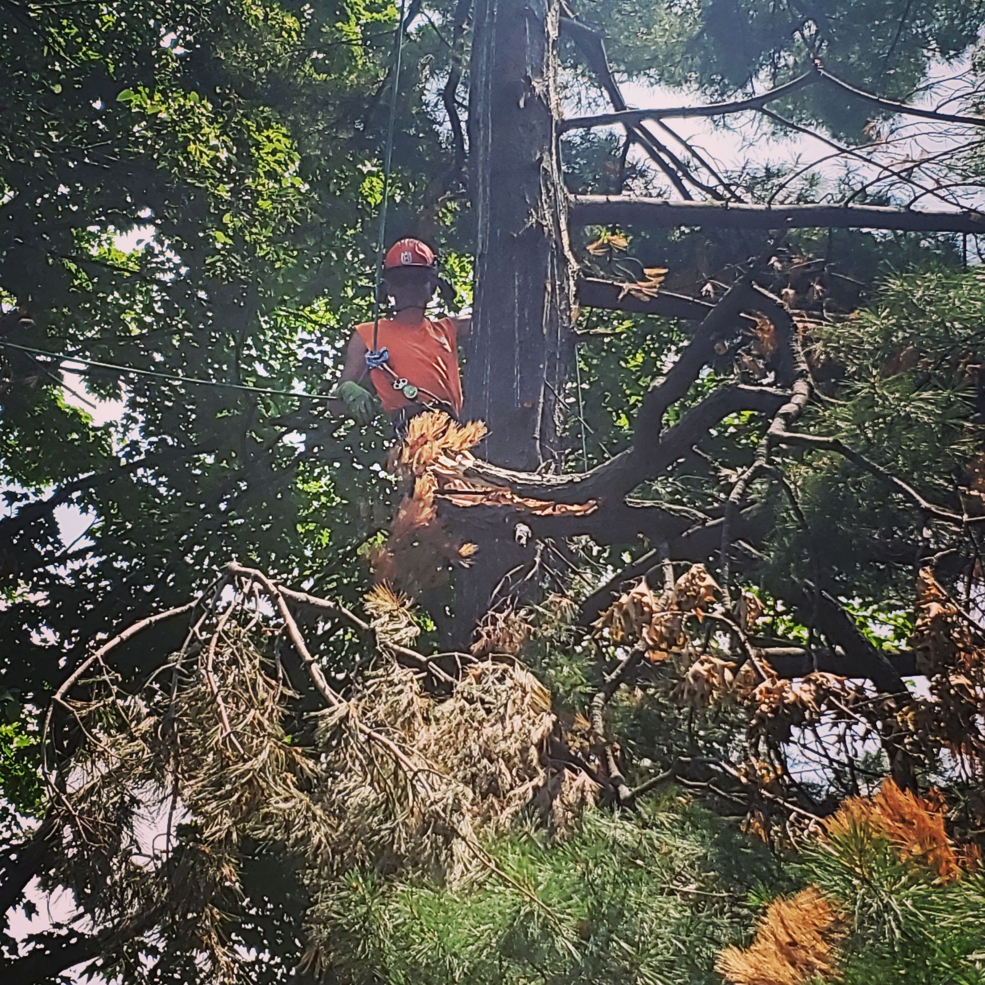 A man is climbing a tree with a chainsaw - Shakope, MN - Your Tree Guy, LLC
