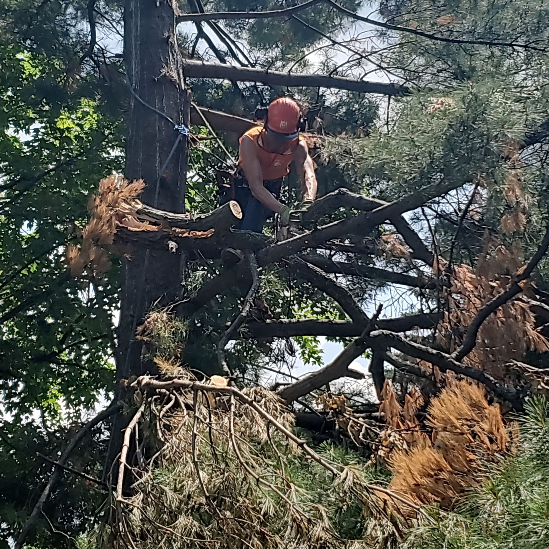 A man is cutting a tree branch with a chainsaw - Shakope, MN - Your Tree Guy, LLC