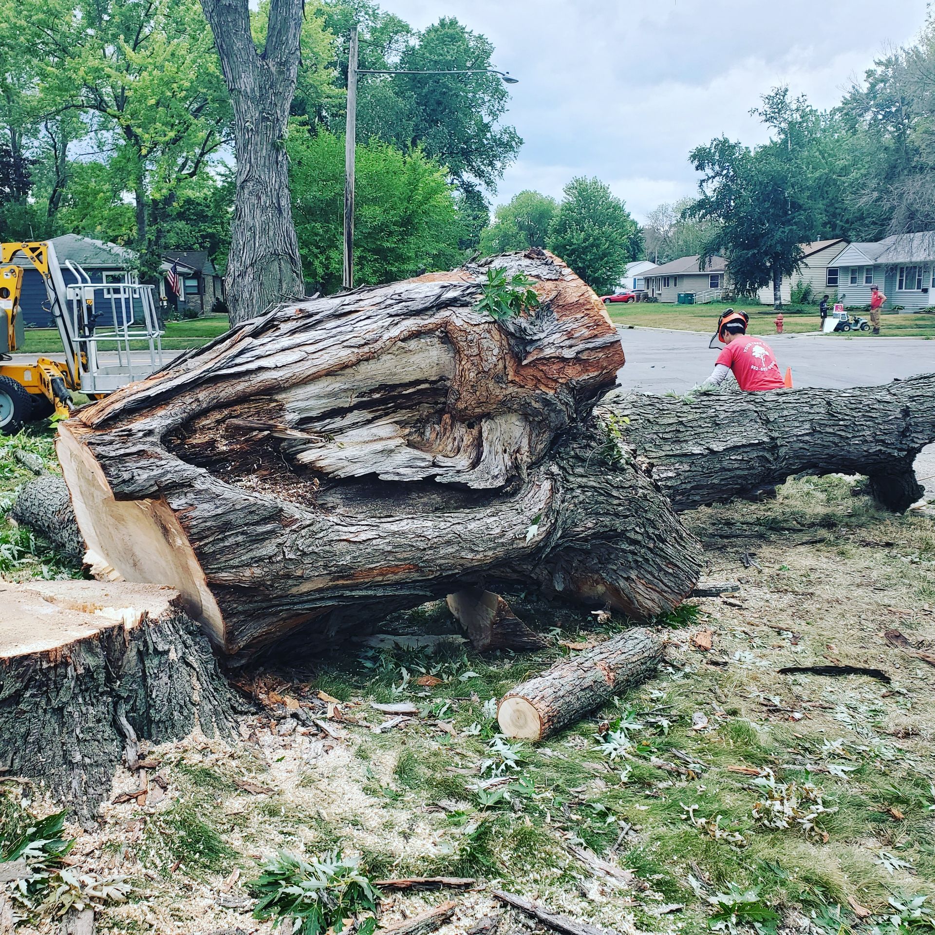 A large tree stump is laying on the ground in a yard - Shakope, MN - Your Tree Guy, LLC