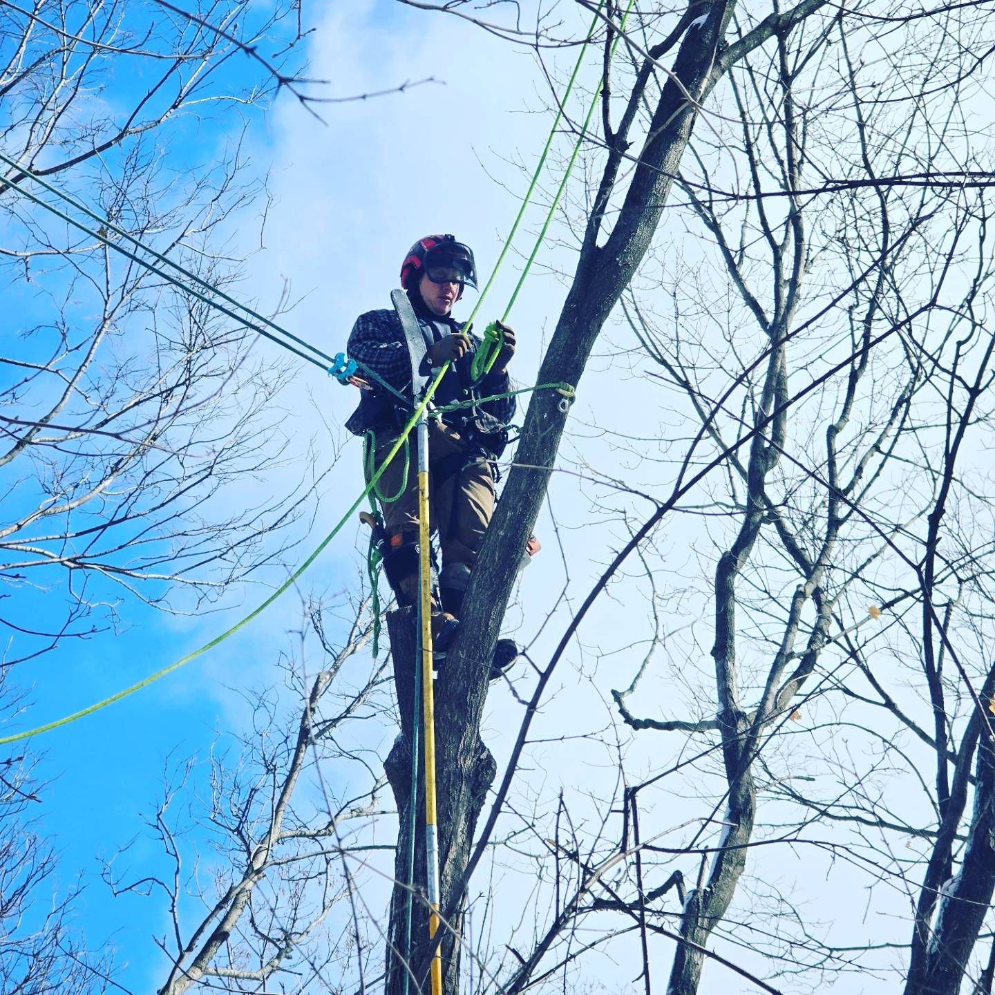 A man is climbing a tree with a rope - Shakope, MN - Your Tree Guy, LLC