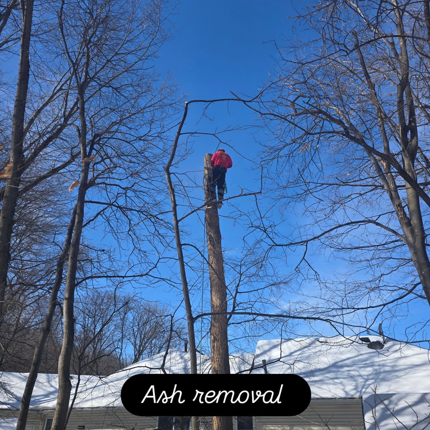 A person is standing on top of a tree trunk - Shakope, MN - Your Tree Guy, LLC