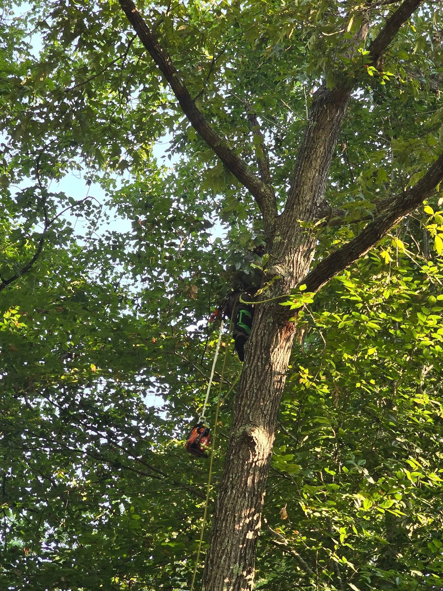 A man is climbing up a tree in the woods.