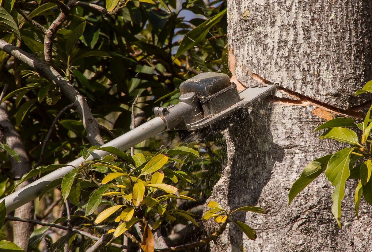 A tree with a metal pole attached to it.
