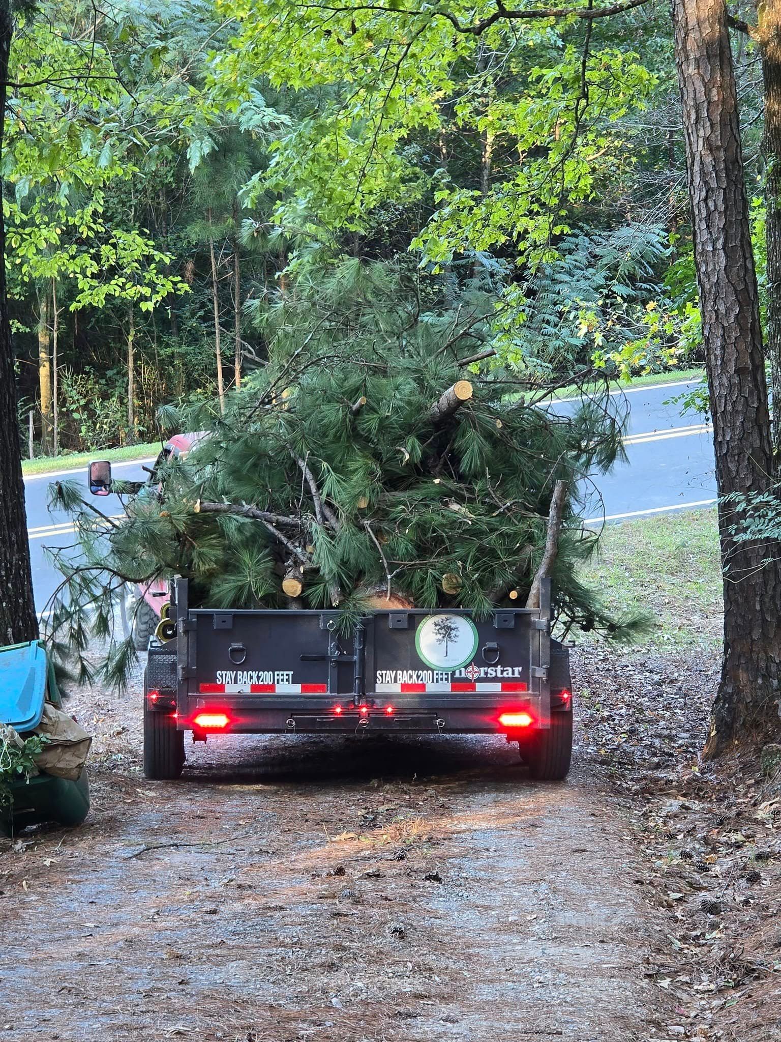 A truck is carrying a christmas tree on a trailer in the woods.