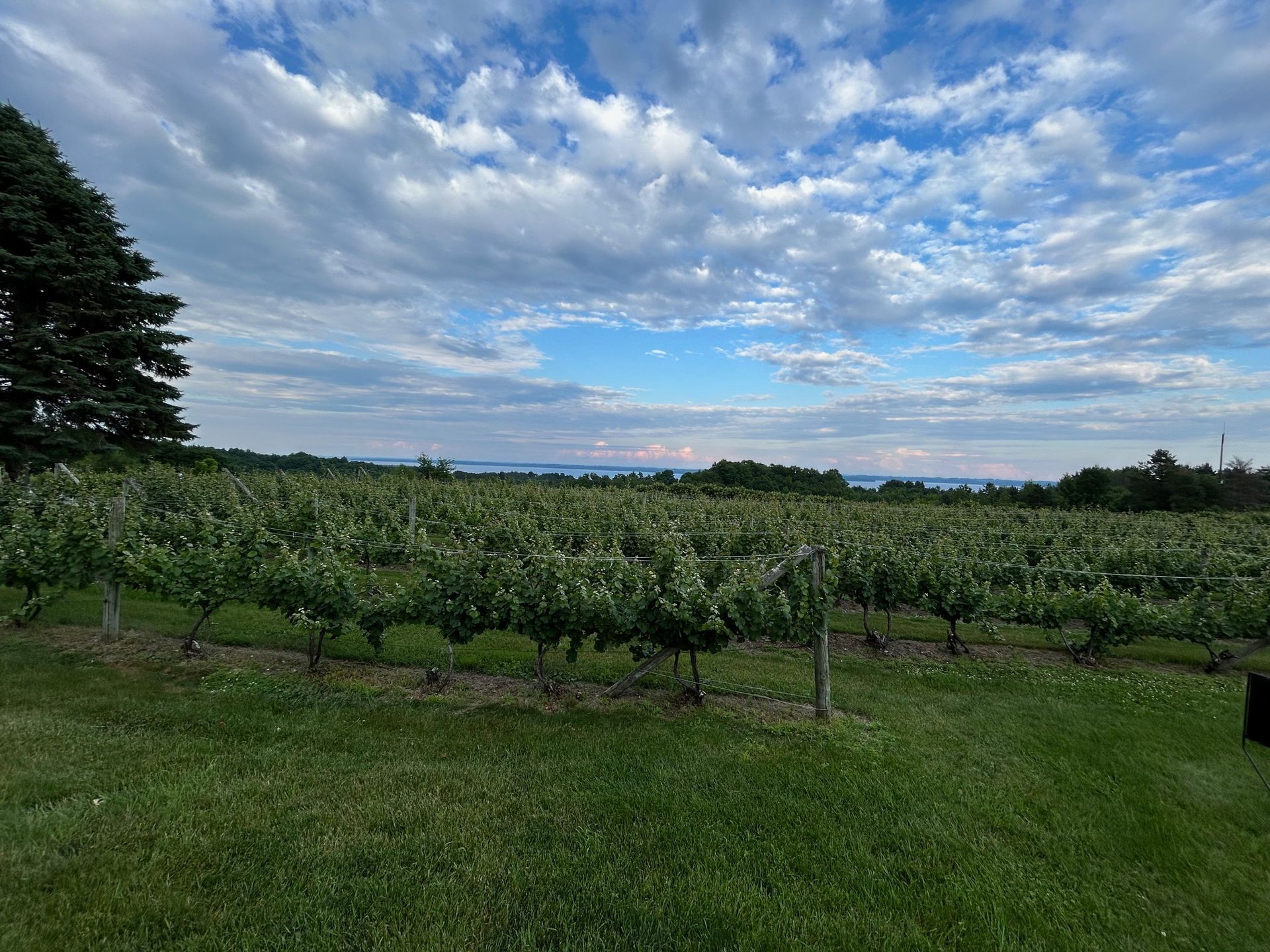 A vineyard