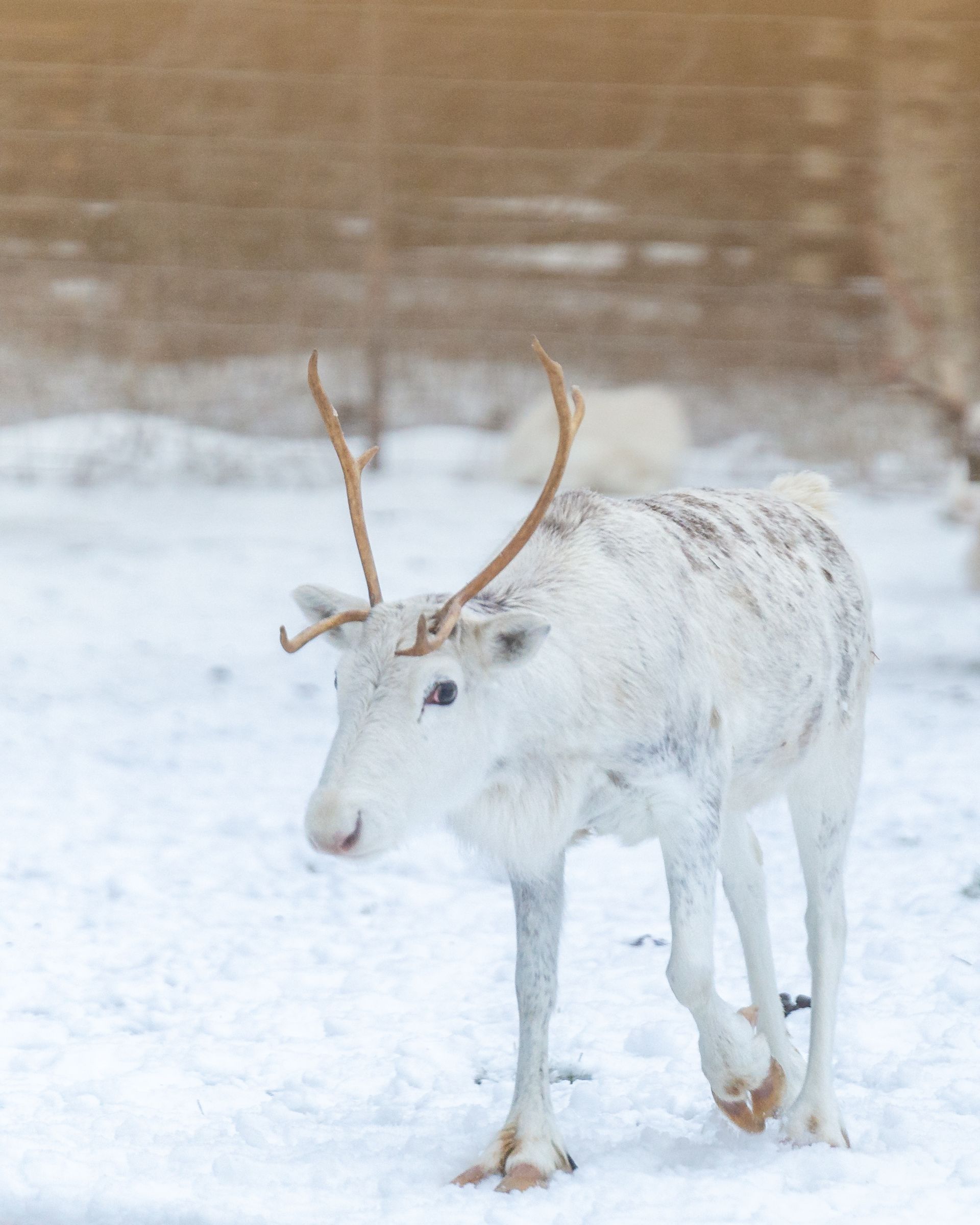Reindeer