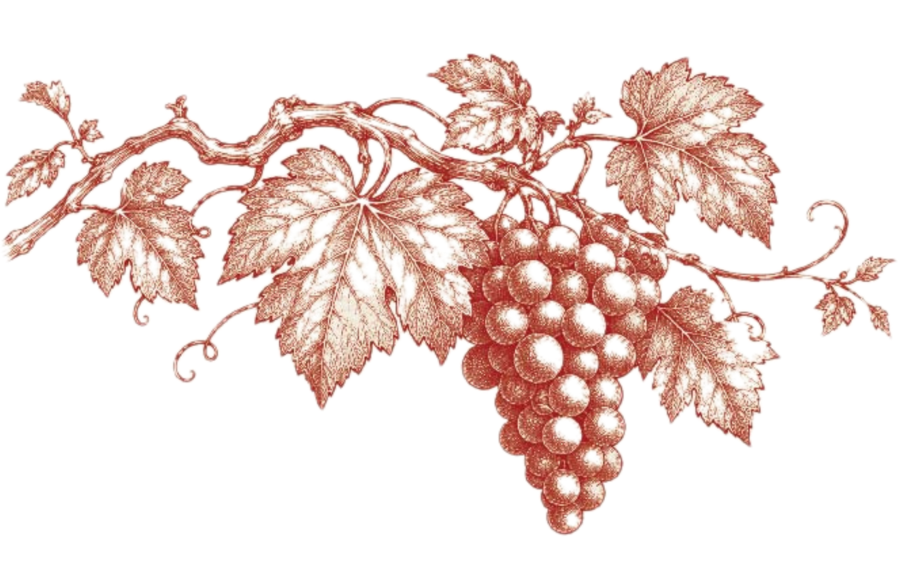 Reddish-brown grapevine illustration with hanging grapes and leaves on a white background