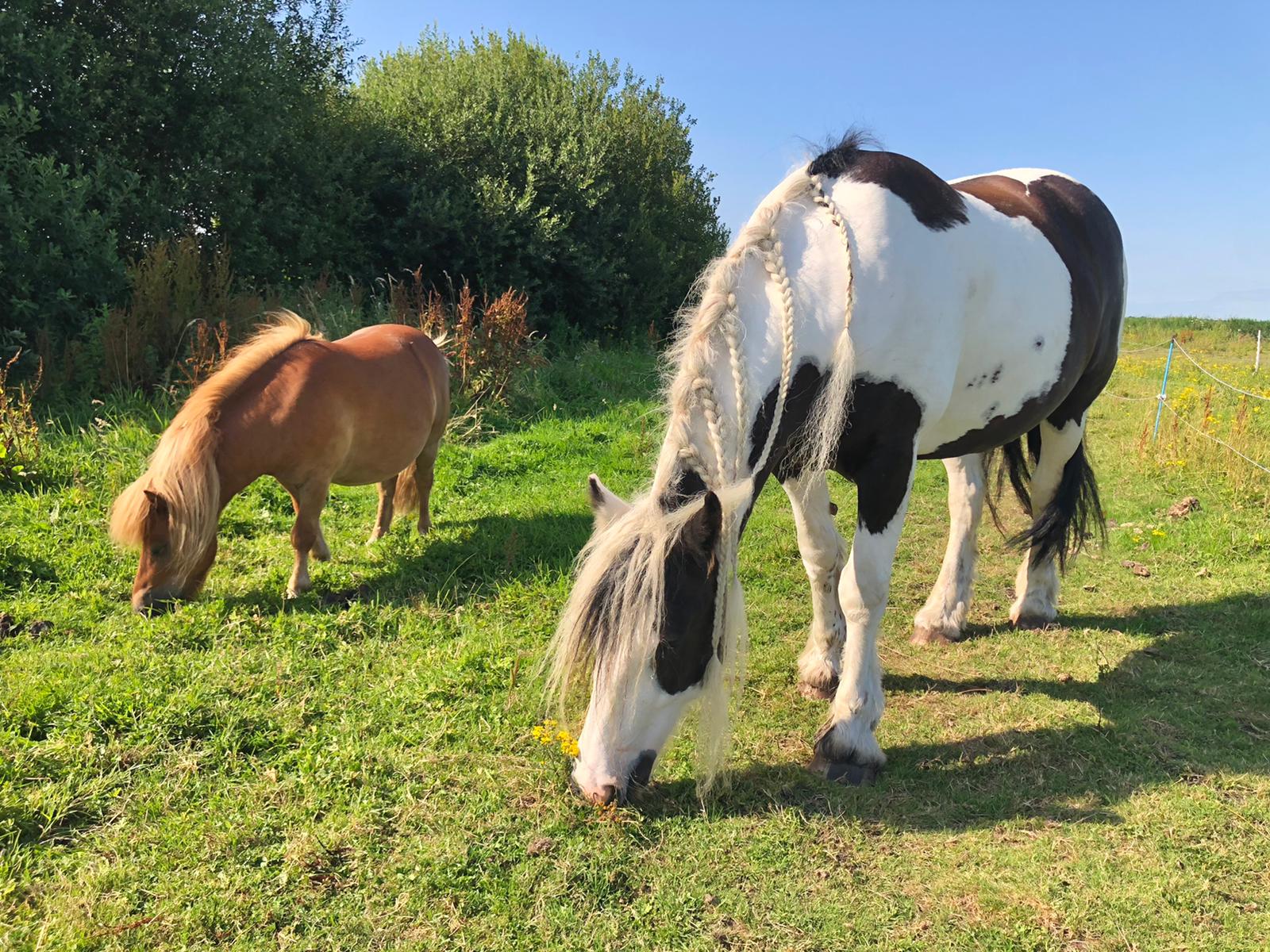 Twee paarden grazen in een grasveld. Het ene is bruin, het andere zwart-wit. Zonnige dag.
