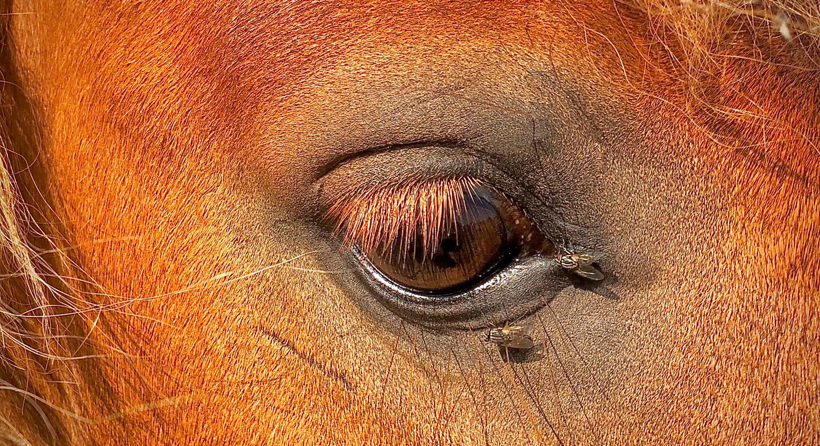 Close-up van een paardenoog; een bruin oog met lange wimpers, omgeven door roodbruine en lichtbruine vacht.