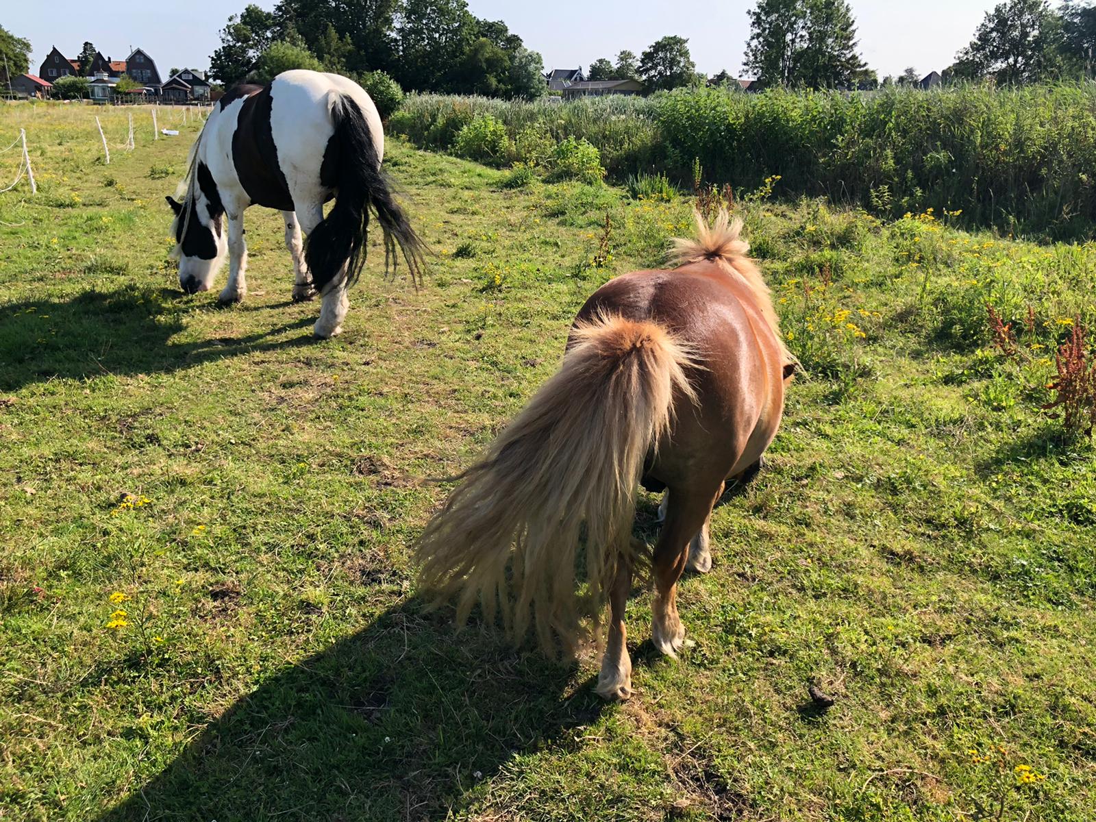 Twee pony's grazen in een groene weide; de ​​ene bruin, de andere zwart-wit, onder een zonnige hemel.