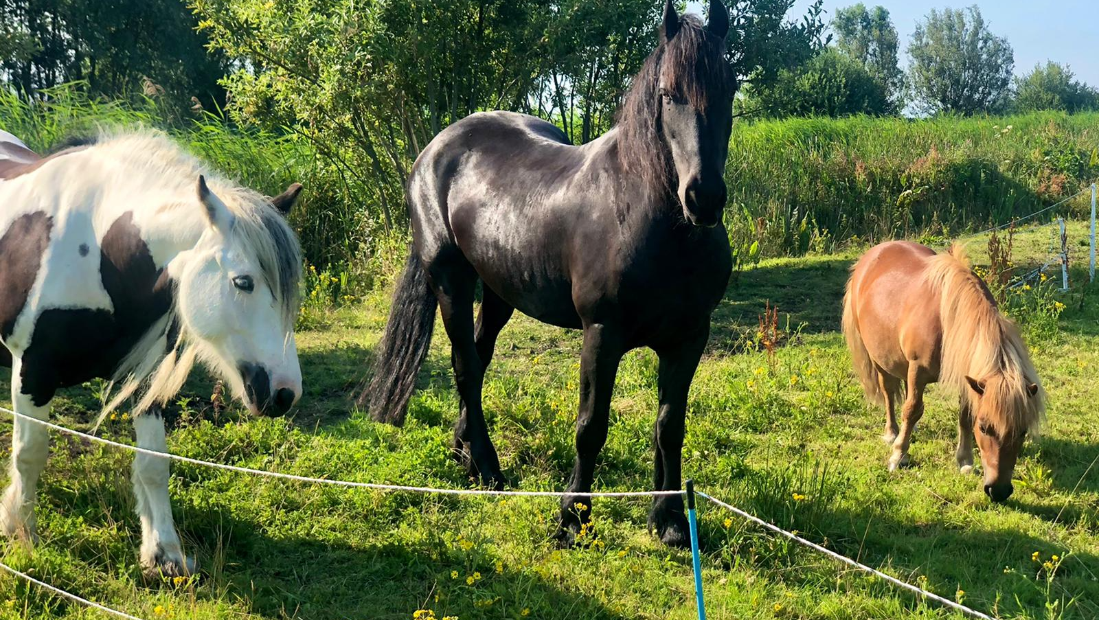 Drie paarden in een grasveld: een gevlekt, een zwart en een bruin paard.