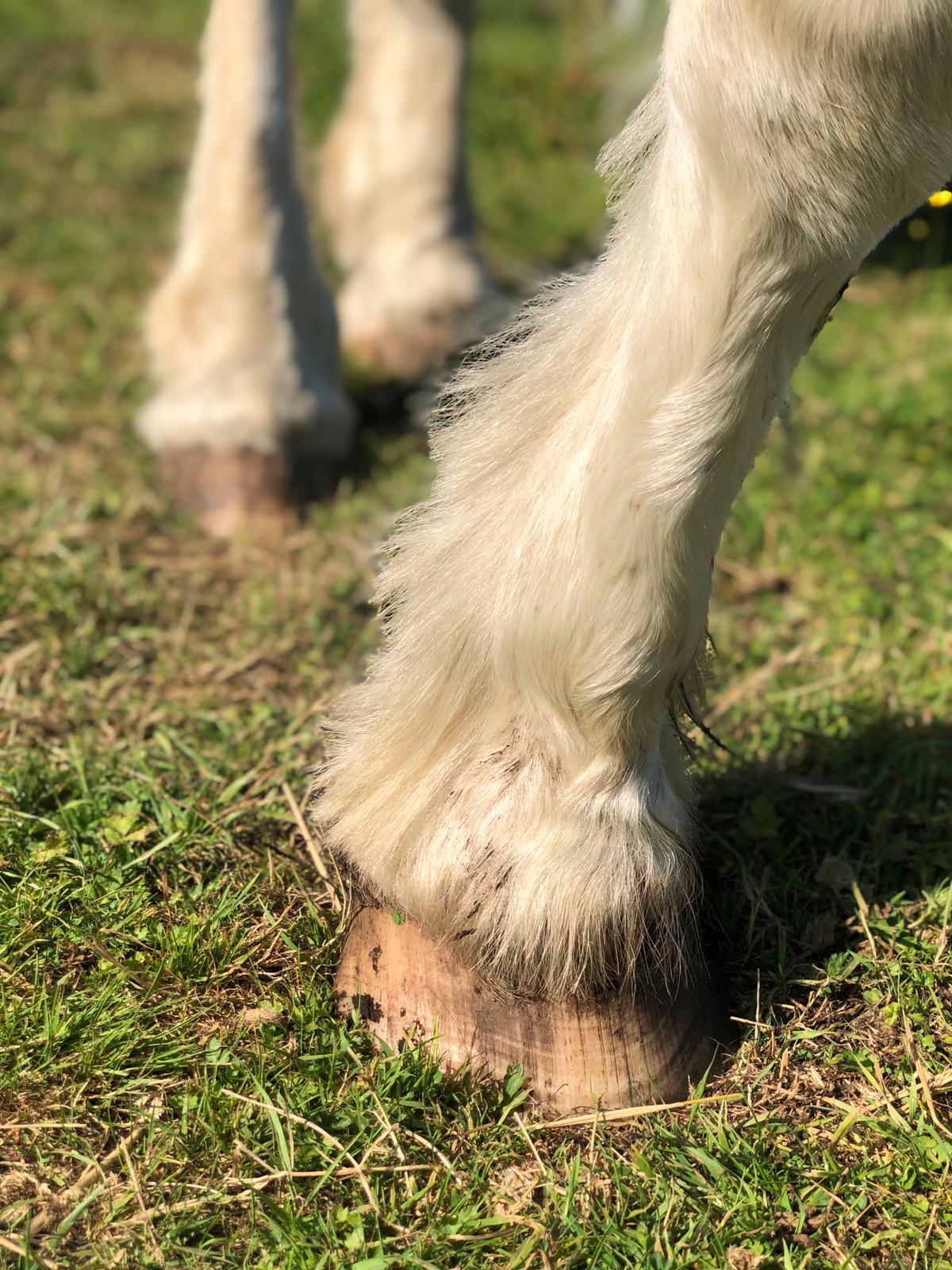 Close-up van het onderbeen van een paard met lange, witte kogelharen en hoef in een grasveld.
