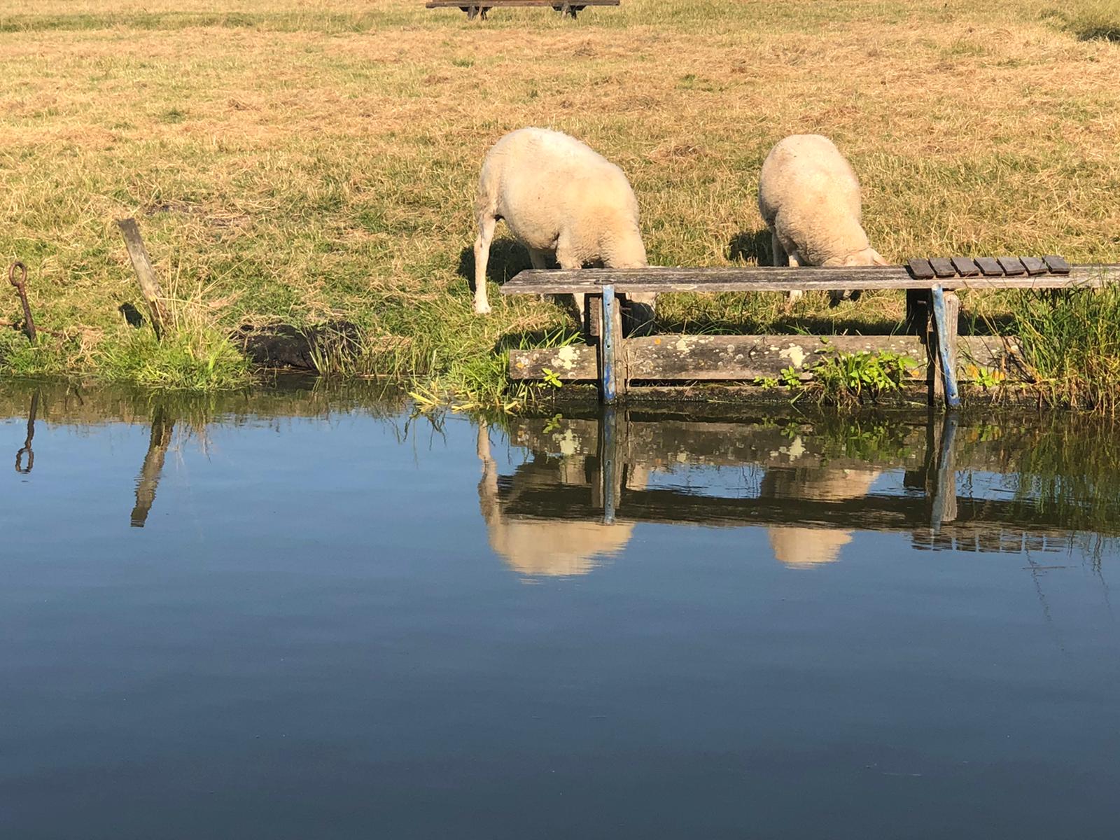 Twee schapen grazen aan de donkere waterkant, vlakbij een houten bankje, en hun weerspiegeling is te zien in het water.