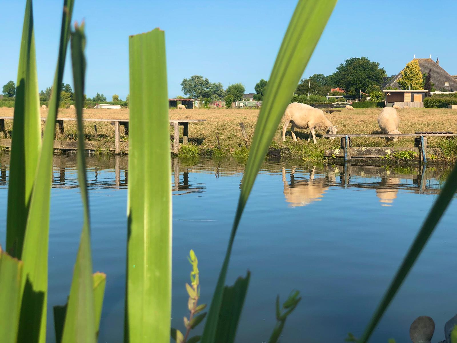Schapen grazen langs een rustig wateroppervlak met planten op de voorgrond en gebouwen op de achtergrond.