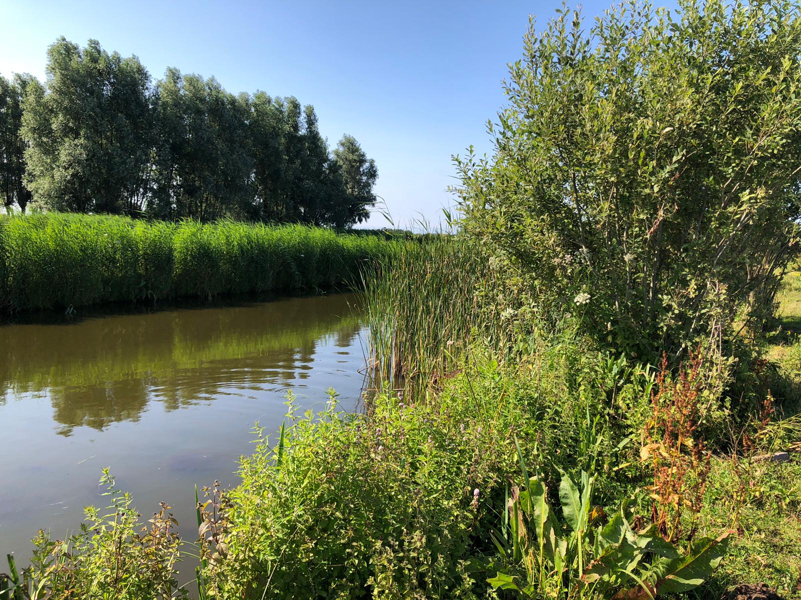 Een tafereel langs een kanaal met groene rietkragen, bomen en een blauwe lucht.