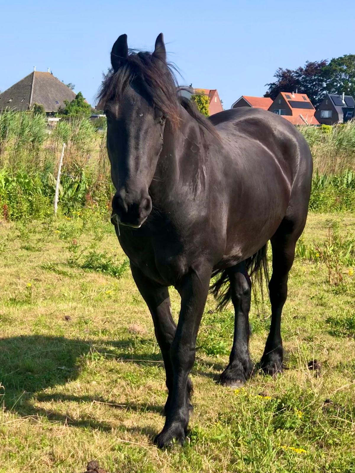 Een zwart paard staat op een zonnige dag in een grasveld.