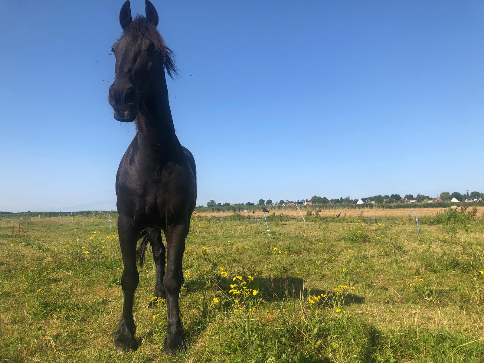 Een zwart paard staat in een grasveld en kijkt over zijn schouder onder een blauwe hemel.
