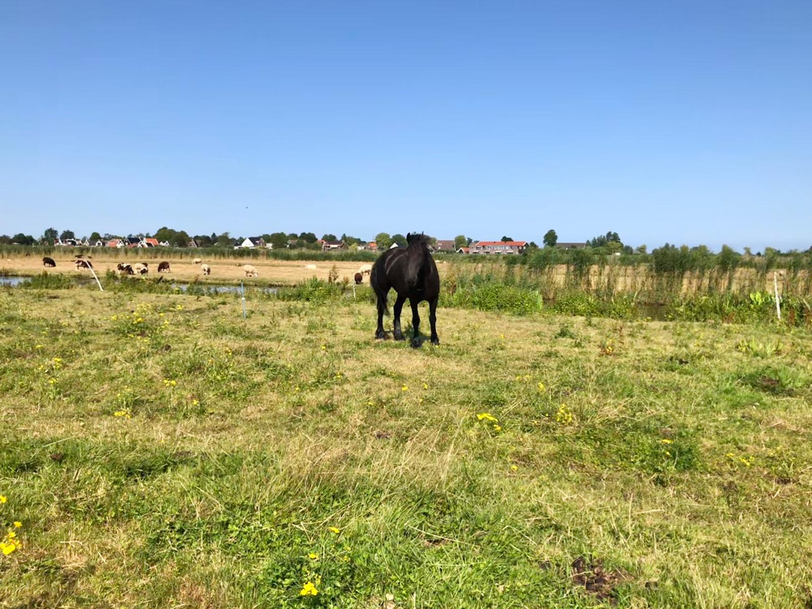 Een zwart paard staat in een grasveld en kijkt uit over een moerassig gebied met gebouwen onder een blauwe hemel.