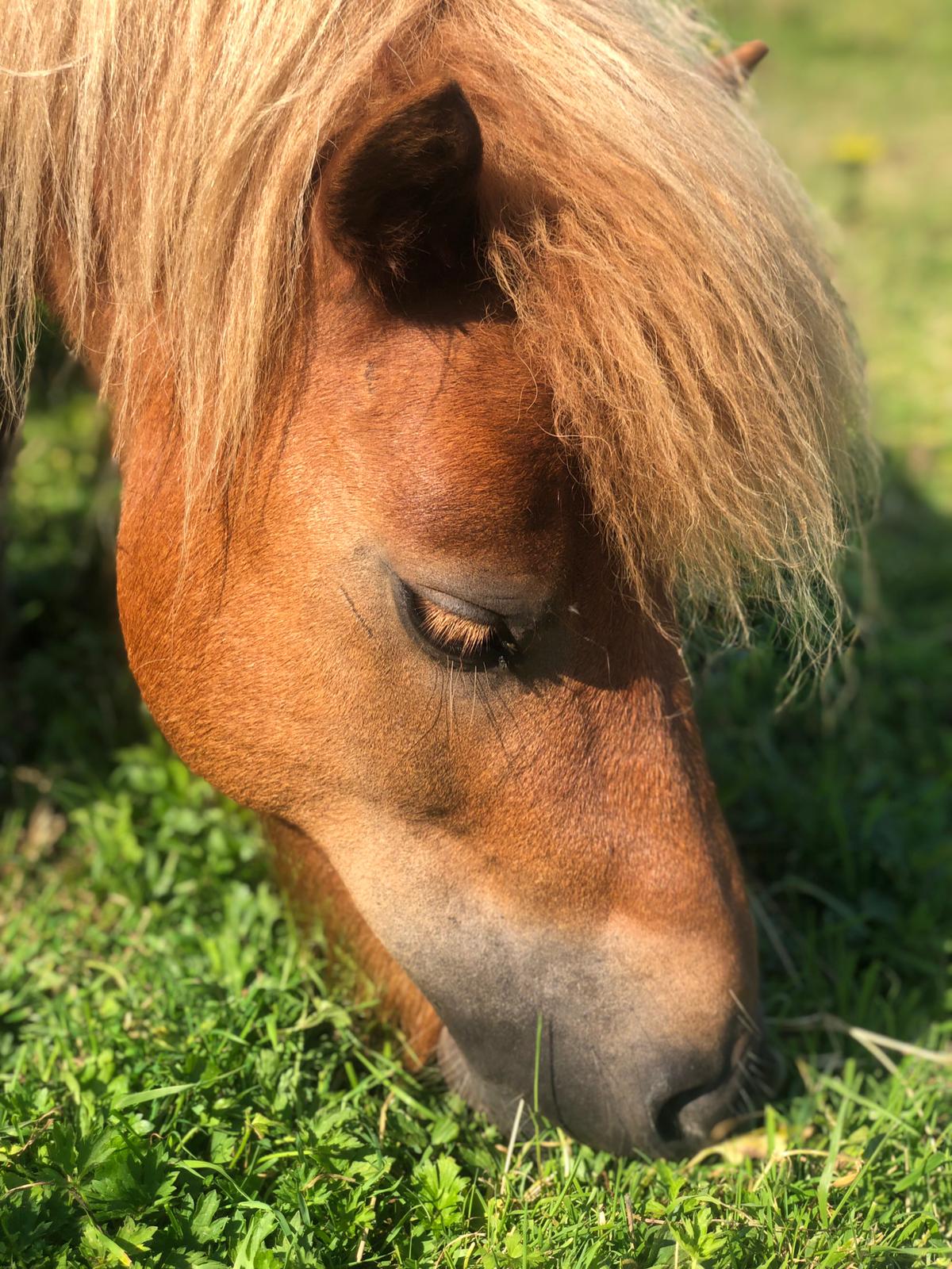Een bruine pony graast op groen gras, met een lichtbruine manen en voorlok.
