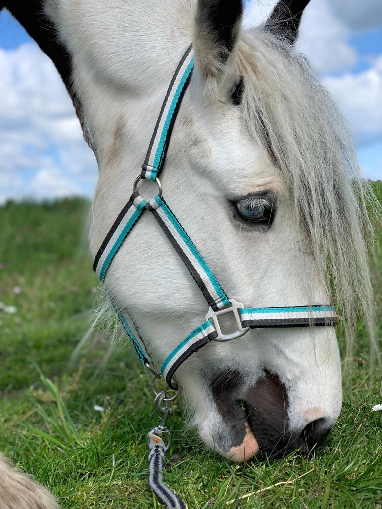 Een wit paard met een turquoise en zwart halster graast in het gras.