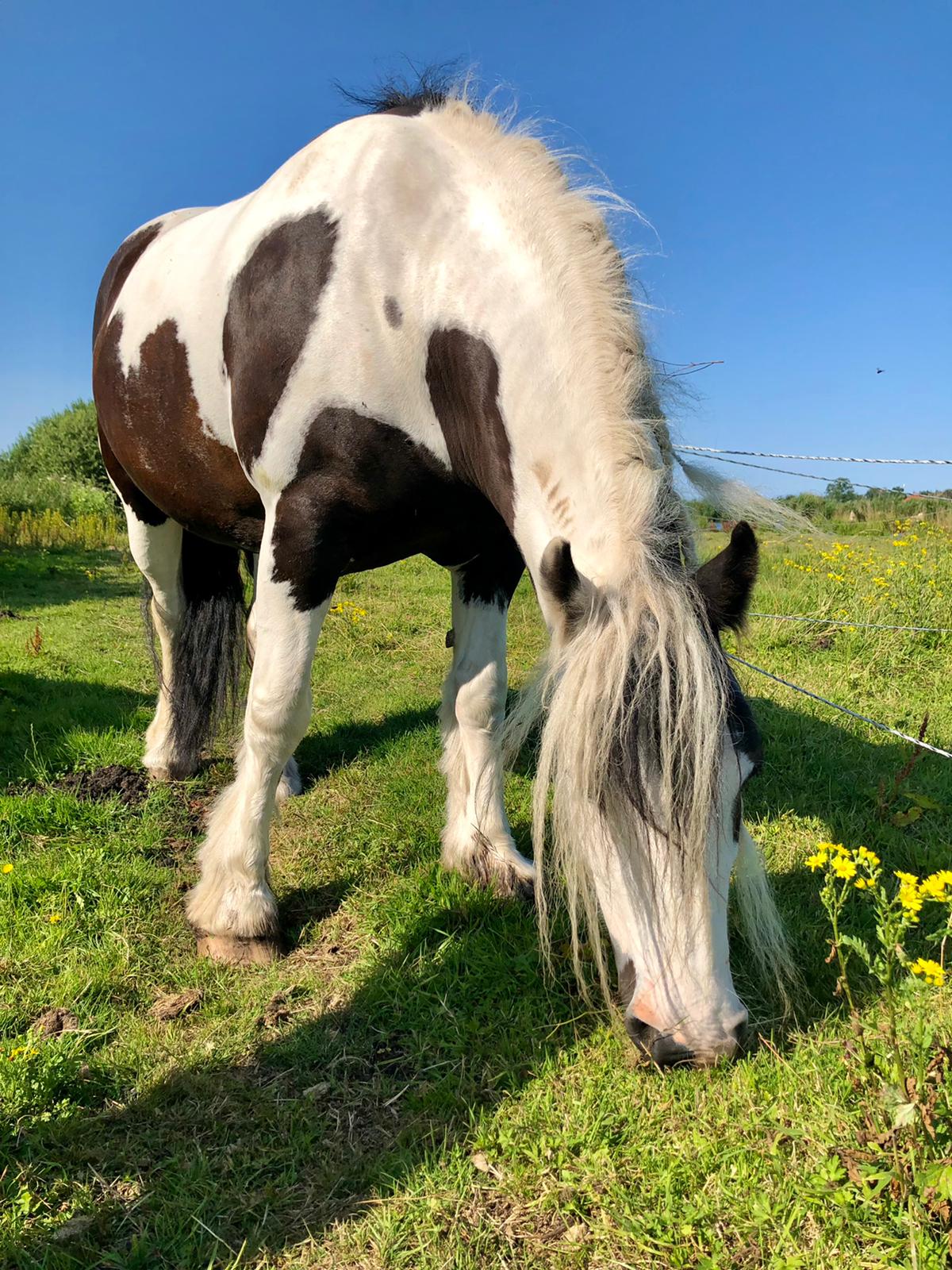 Een gevlekt paard graast in een grasveld onder een heldere, blauwe hemel.