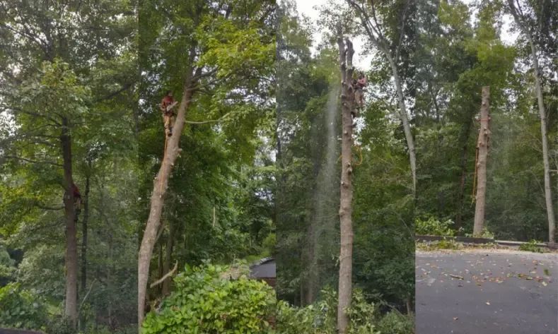 A man is climbing a tree in the middle of a forest
