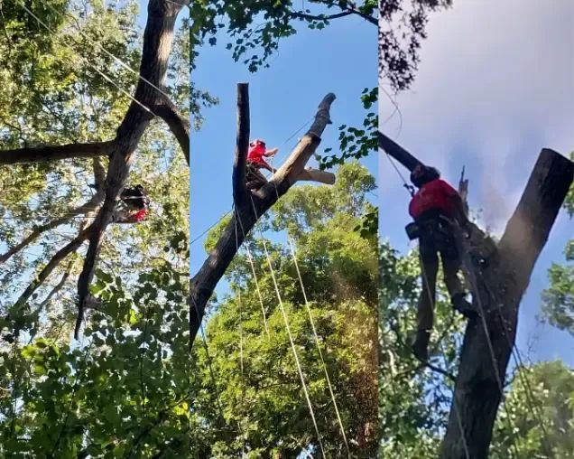 A man is cutting down a tree with a chainsaw