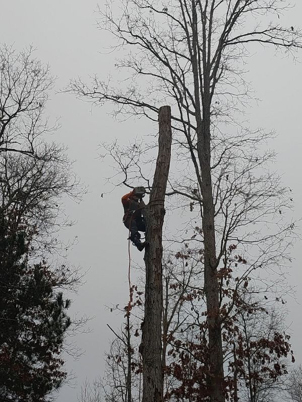 Arborist Climbing on Tree