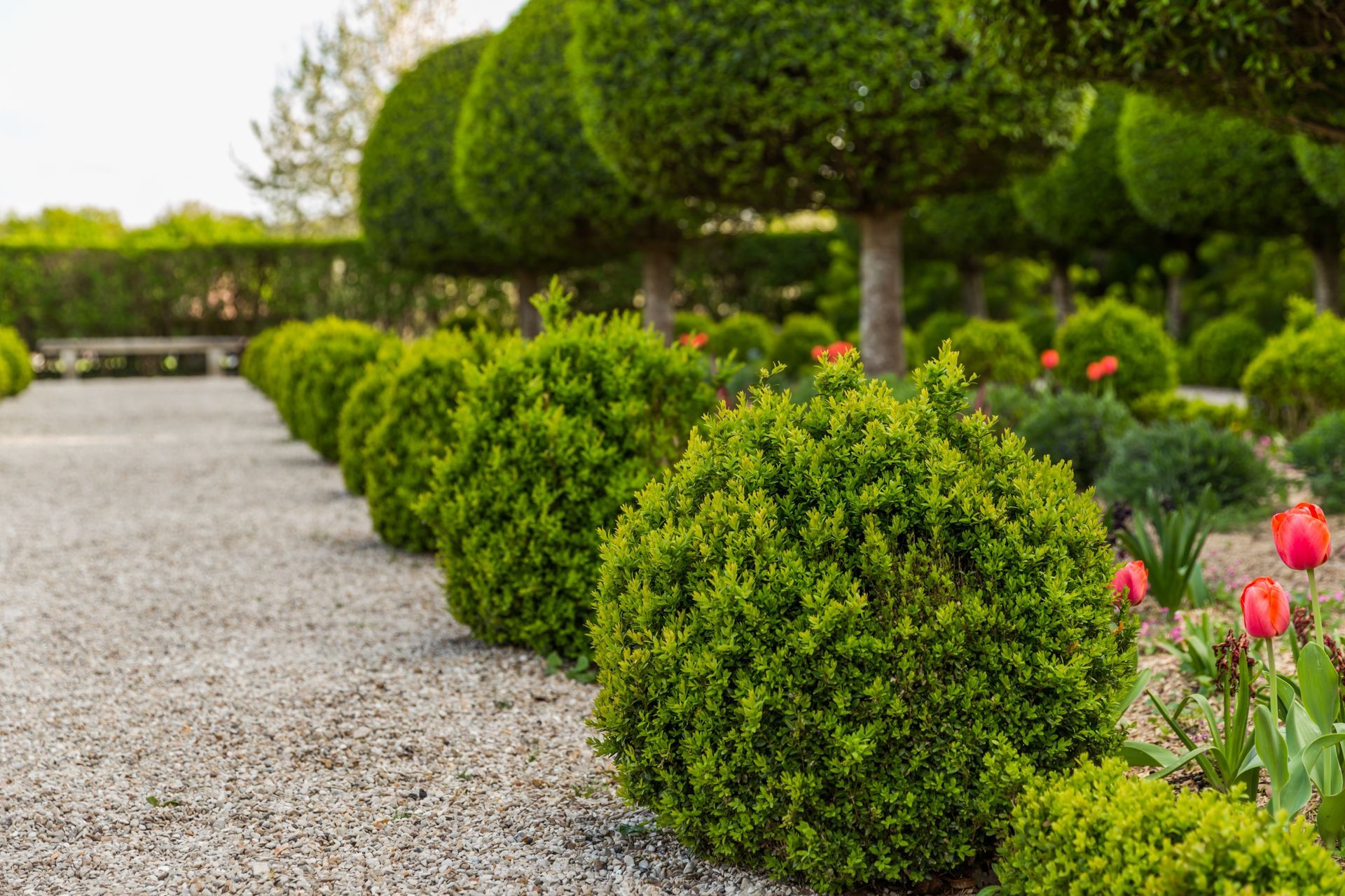 Curved garden path bordered by neatly trimmed green shrubs and red tulips