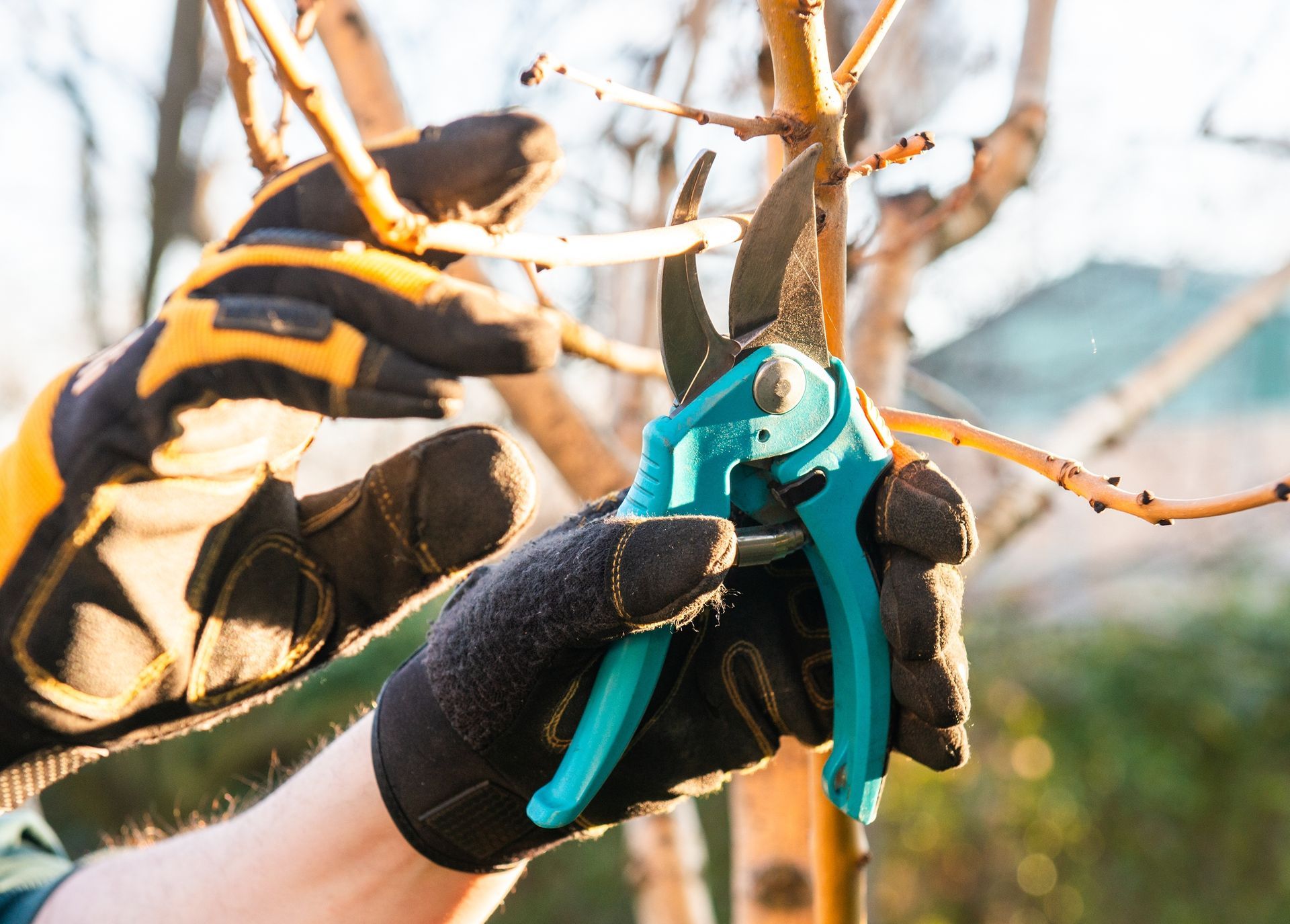 Gloved hands use teal pruning shears to cut a tree branch outdoors