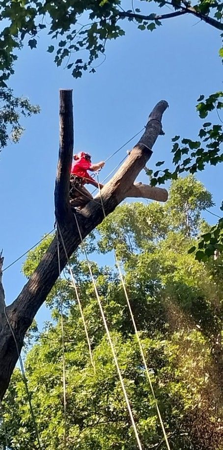 A man is climbing a tree with a chainsaw.