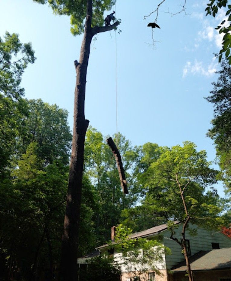 A tree is being cut down in front of a house