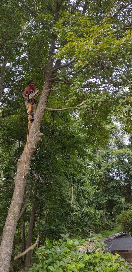 A man is climbing a tree with a chainsaw.