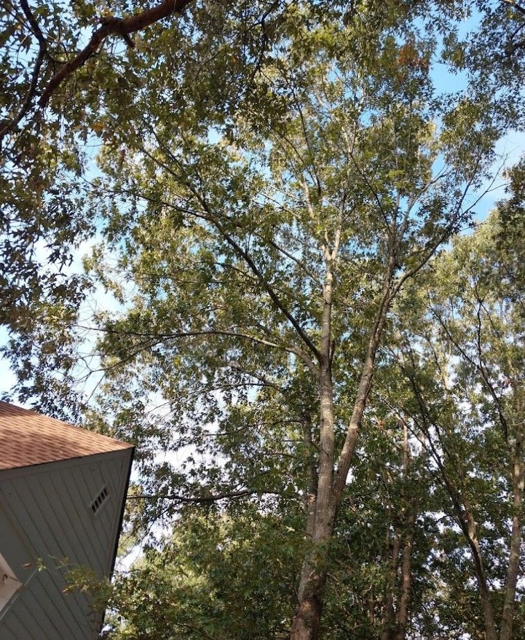 A tree with lots of leaves is in front of a house