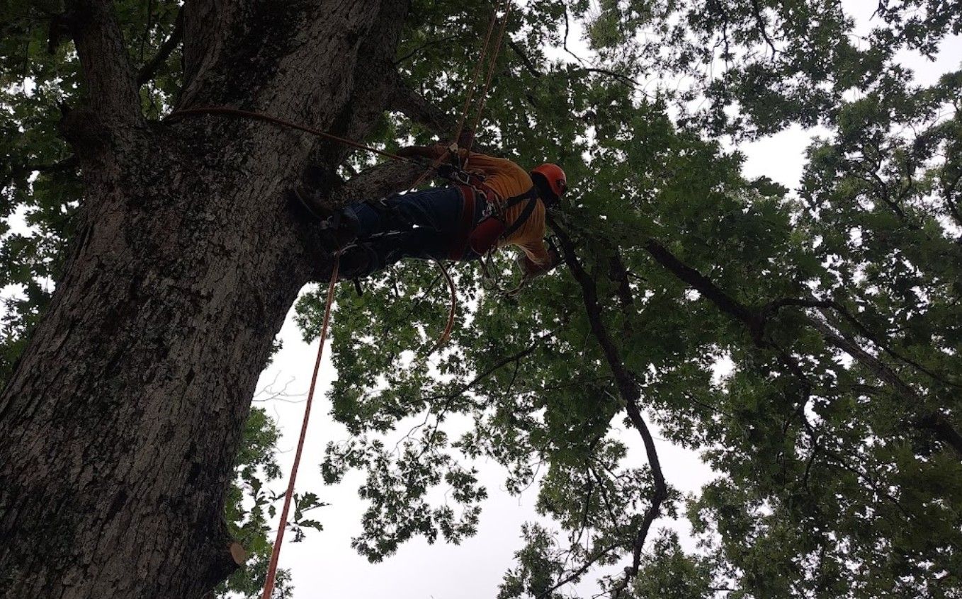 A man is climbing up a tree with a rope.