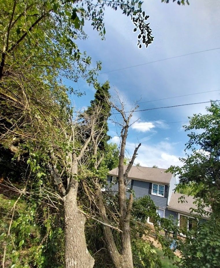A house with a blue roof is surrounded by trees and power lines.