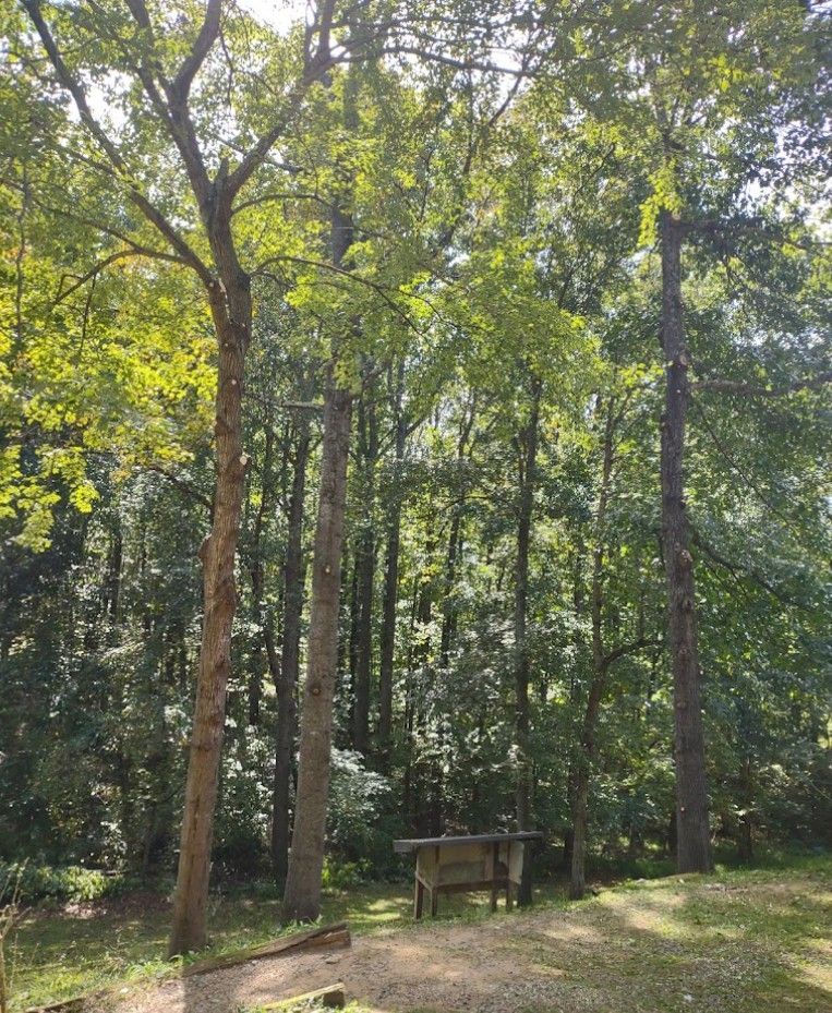 A wooden bench is sitting in the middle of a forest surrounded by trees.